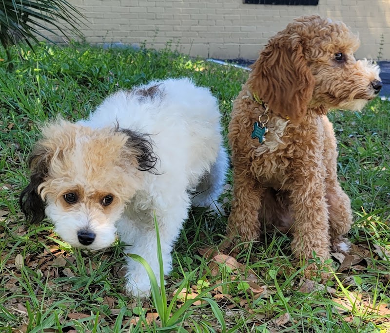 So Fetch Dog Grooming LLC