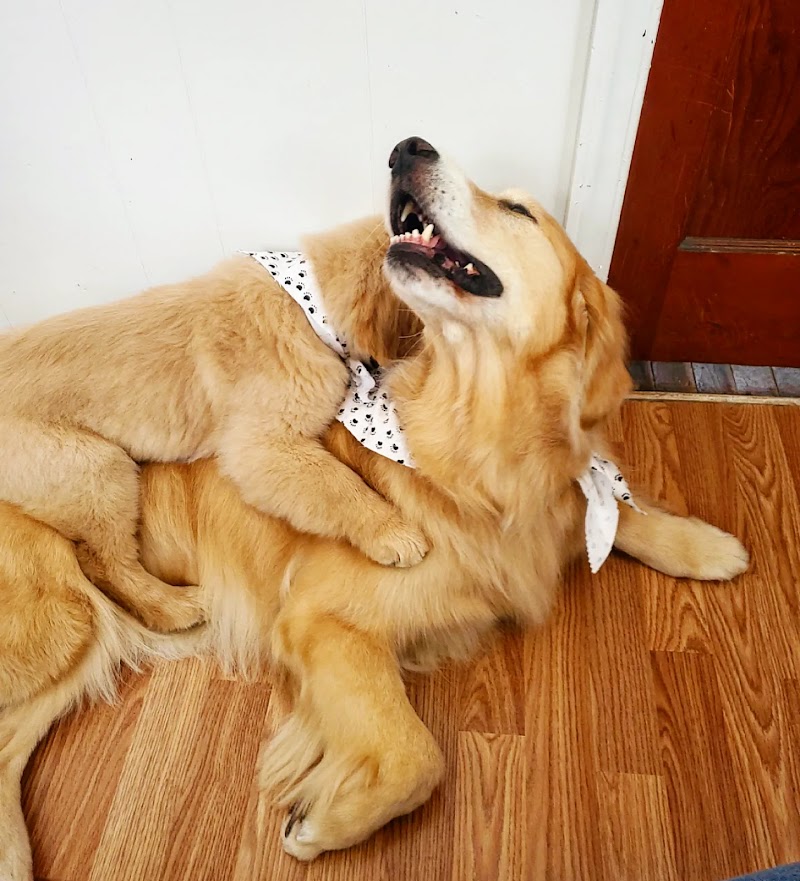 So Fetch Dog Grooming LLC