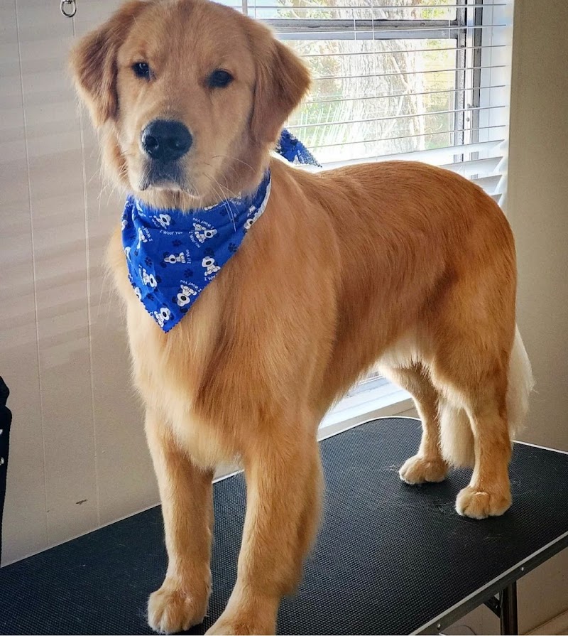 So Fetch Dog Grooming LLC