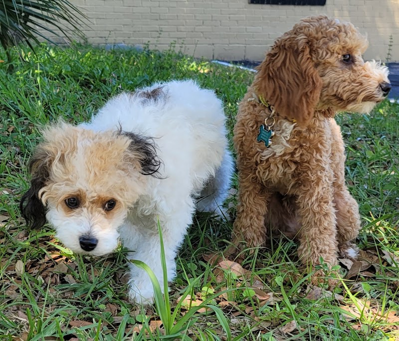 So Fetch Dog Grooming LLC