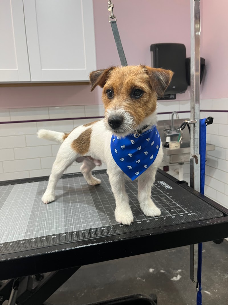 Earth Pets Holistic Pet Spa