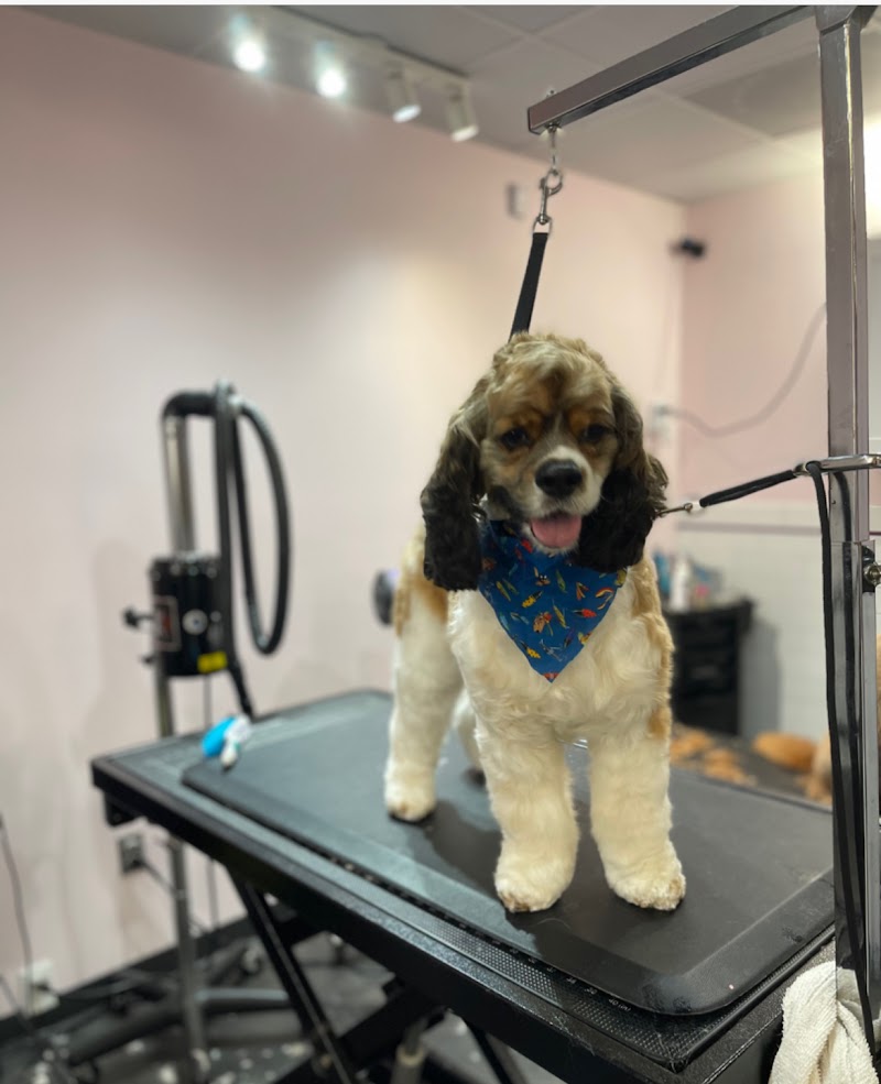 Earth Pets Holistic Pet Spa