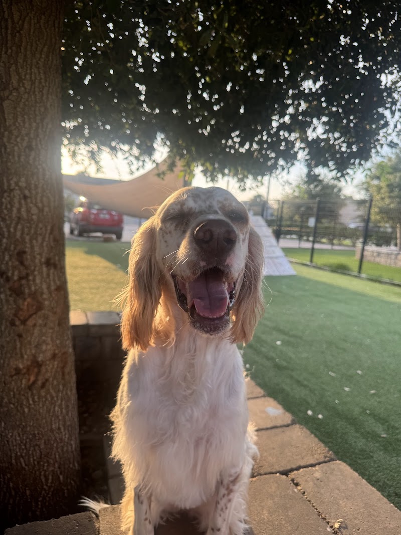 Everything Is Pawsible