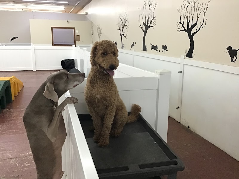 Happy Hound Dog Resorts