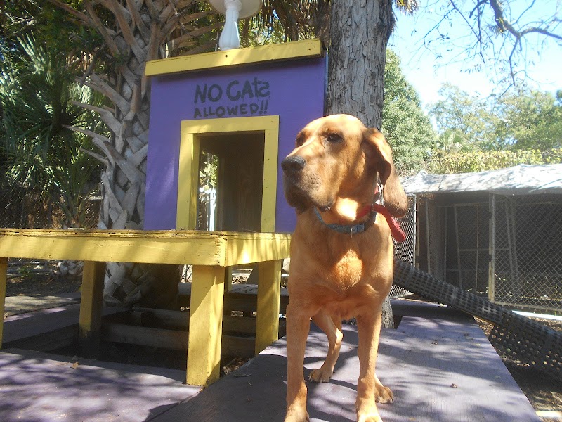 The Barking Lot
