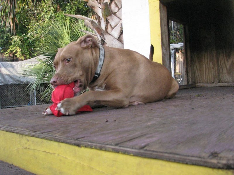 The Barking Lot