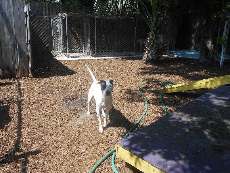 The Barking Lot