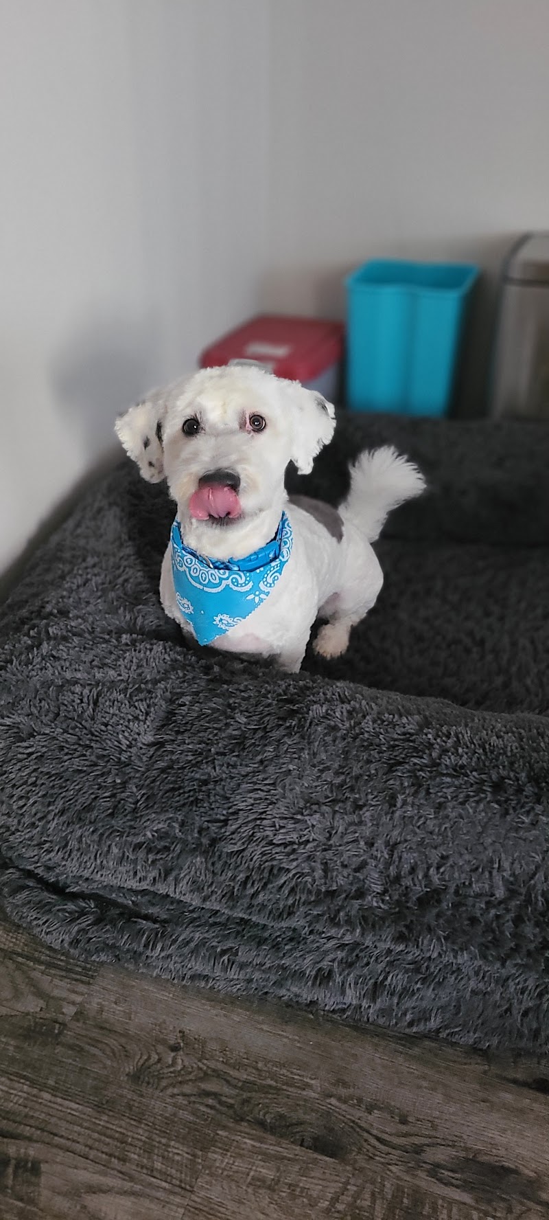 Darlene's Dog Patch