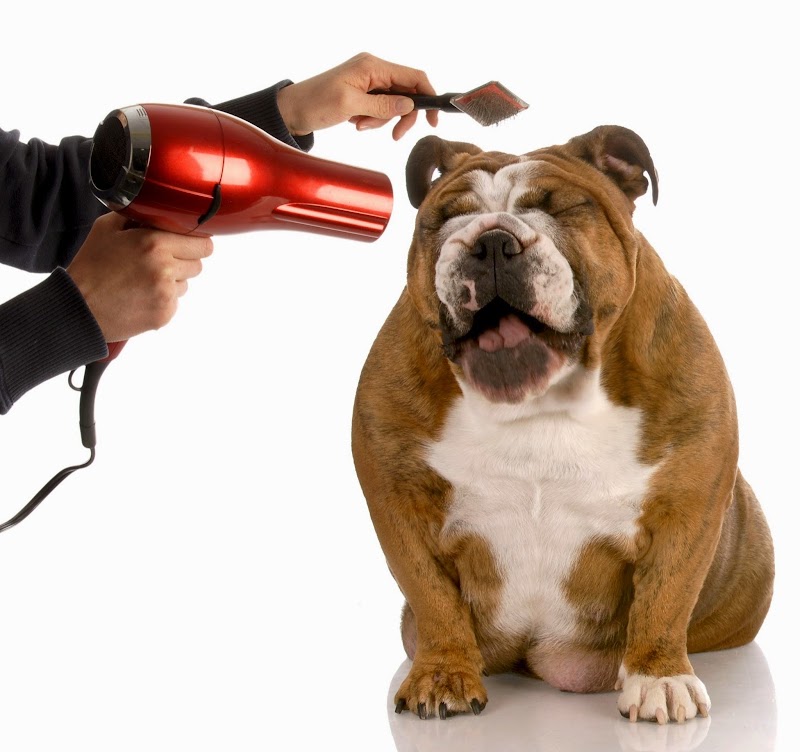 The Spotted Dog Pet Spa
