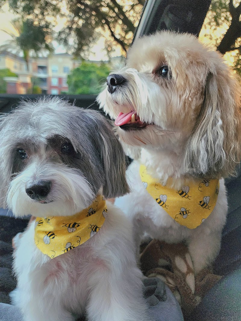 The Spotted Dog Pet Spa