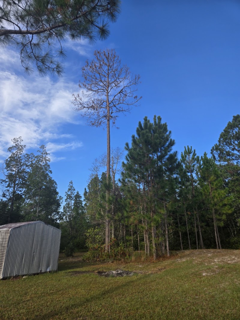 A&A Tree Care