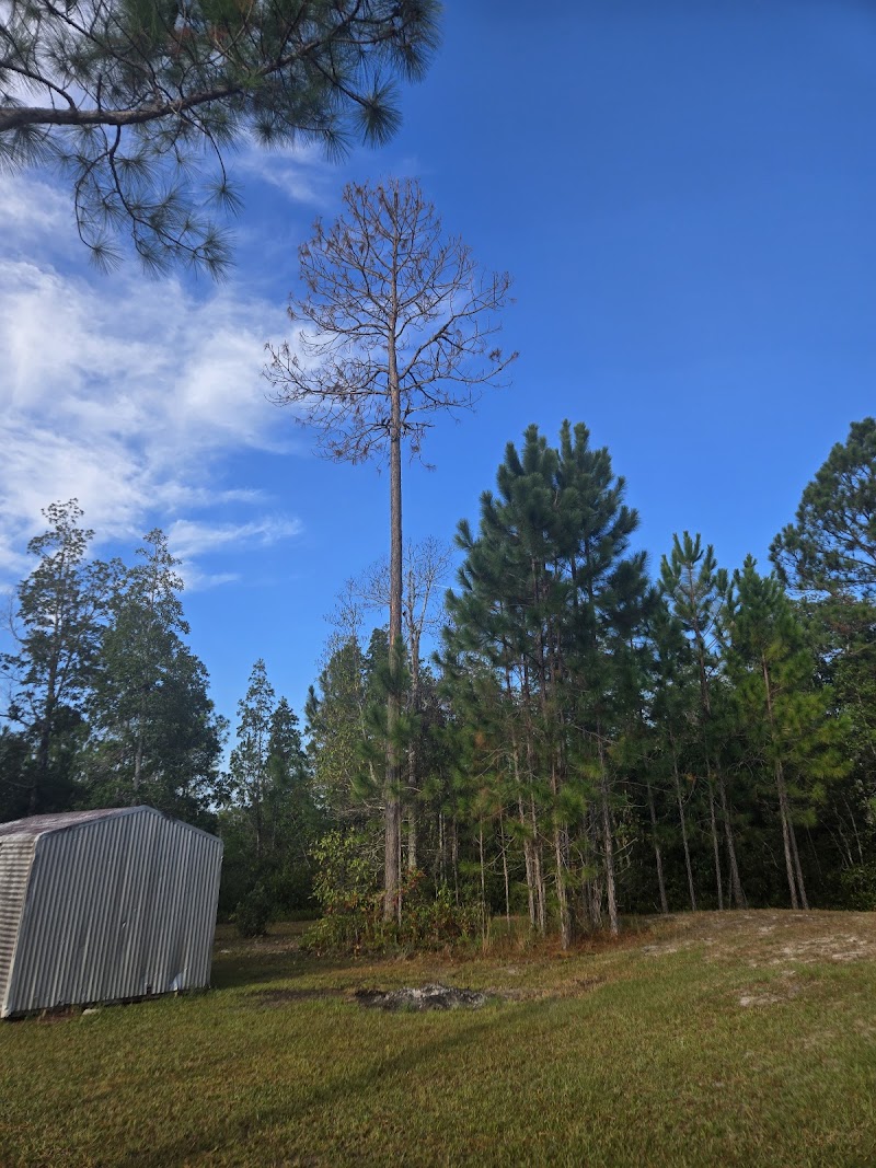 A&A Tree Care