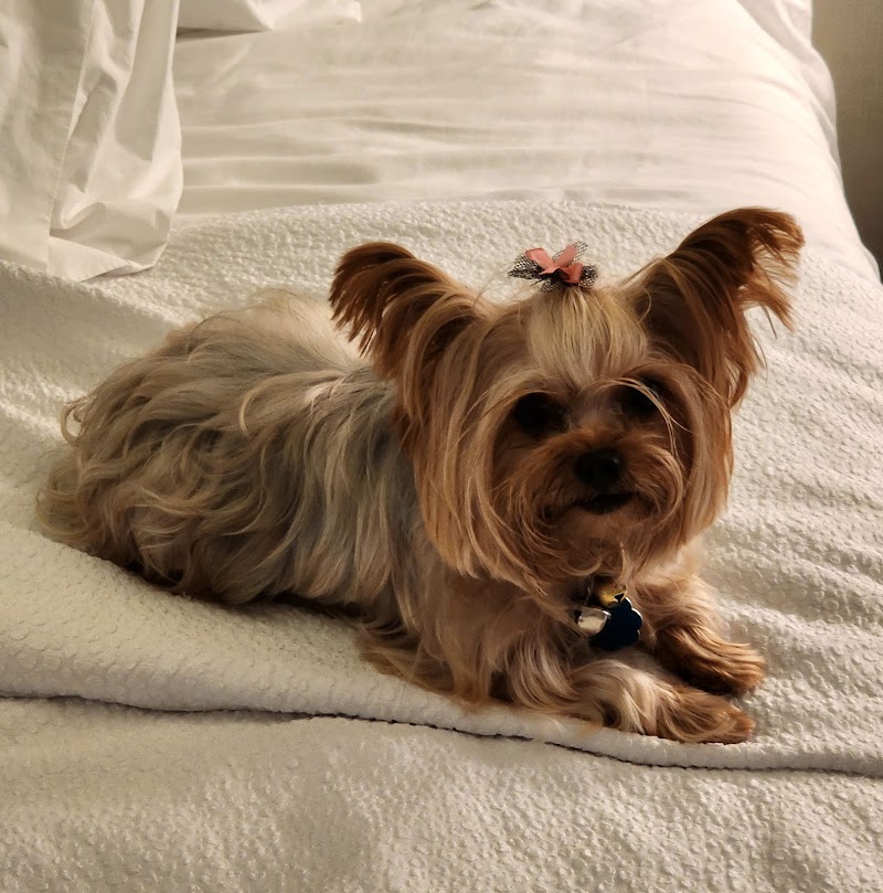 Dog Life