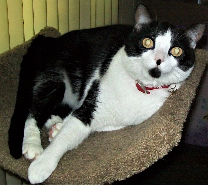 Creature Comforts Pet Resort