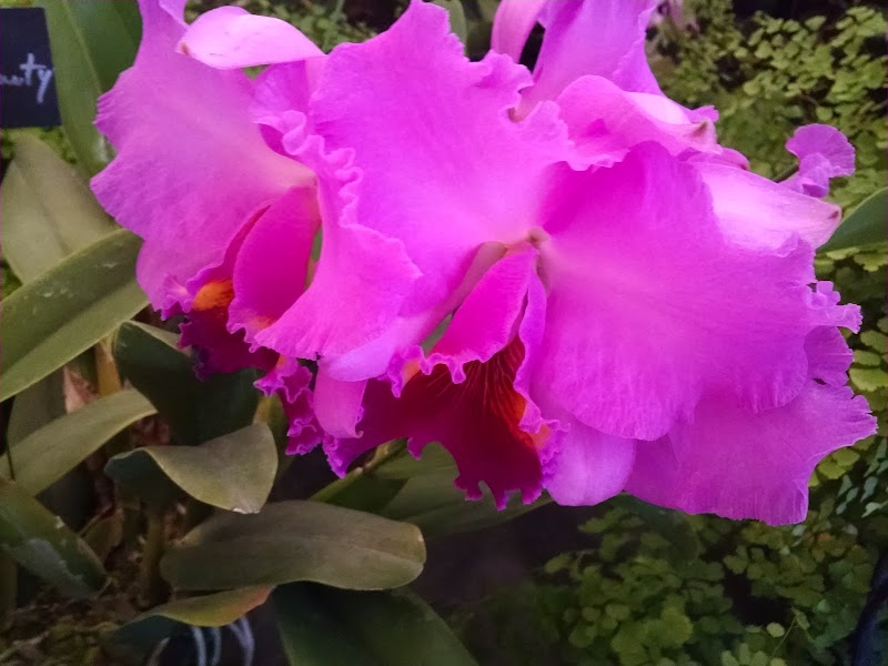 Garden Club of Jacksonville