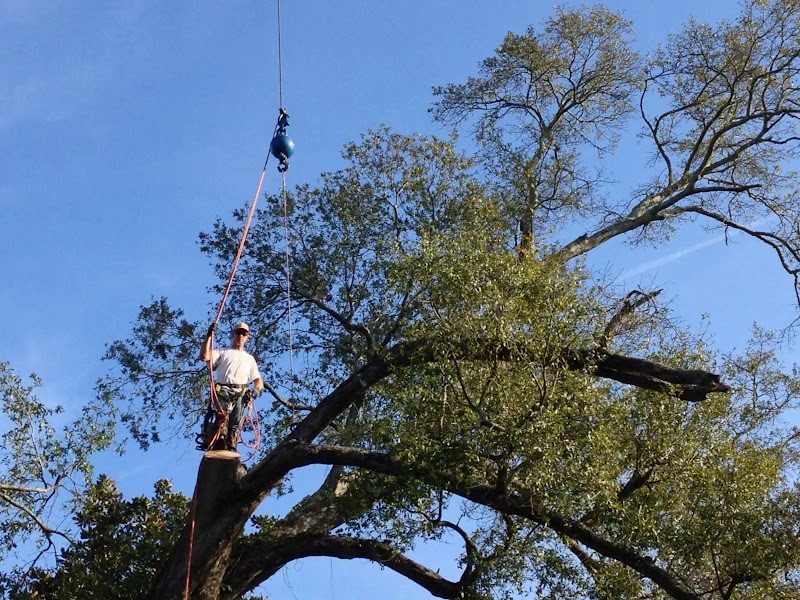 Hamilton Tree Service