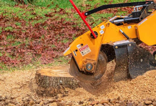 Hamilton Tree Service
