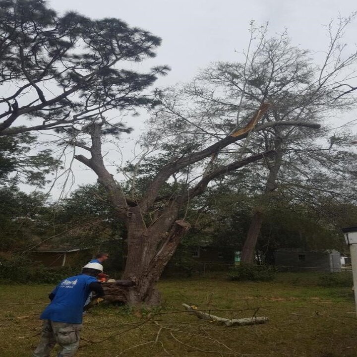 Shaw's Tree Service