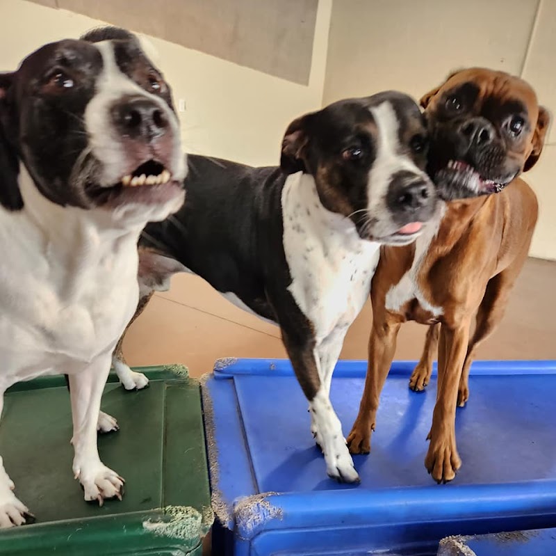 Happy Hound Dog Resorts