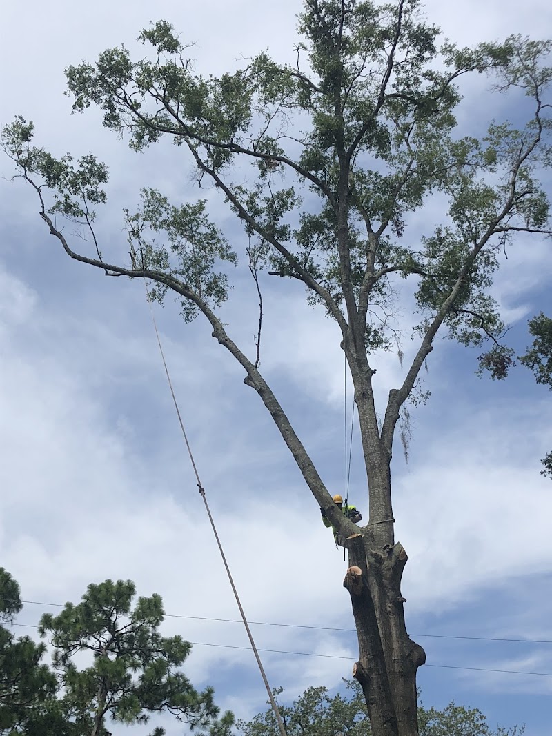 Tree Cutters of Florida
