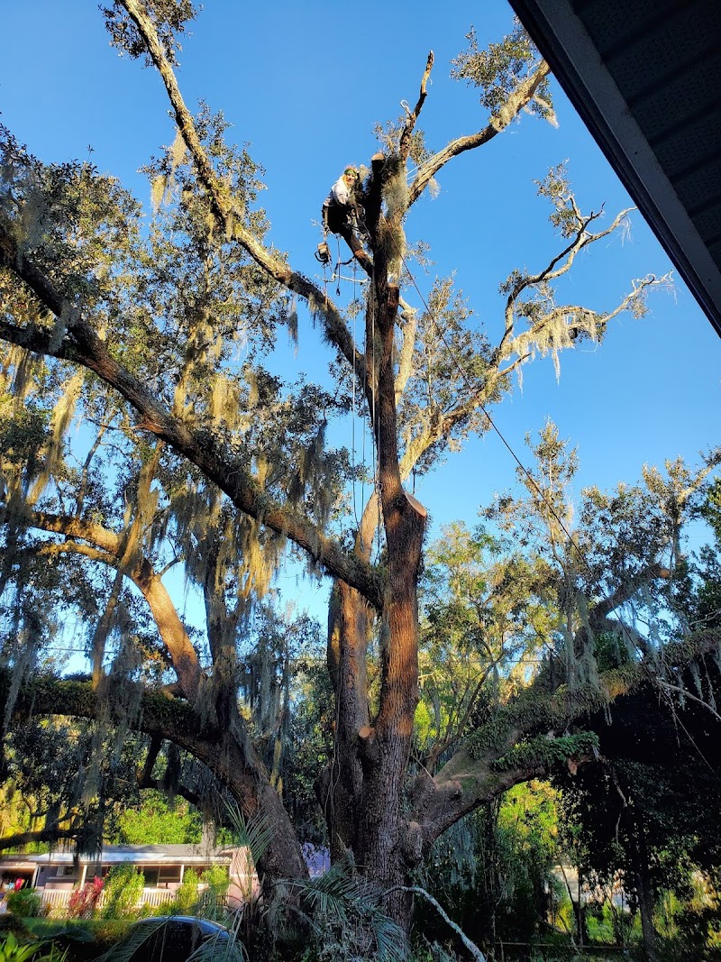 Tree Cutters of Florida