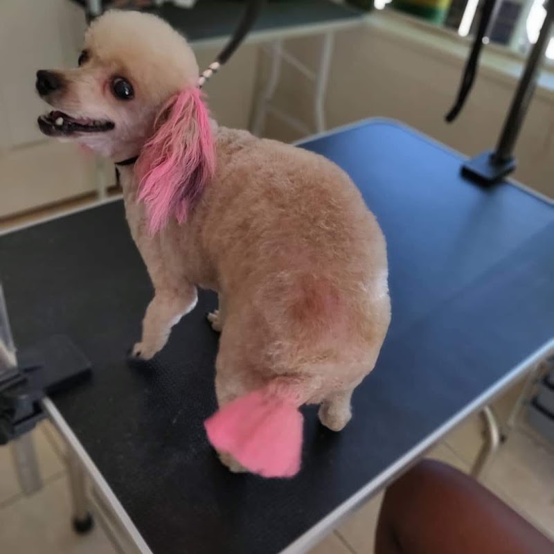Precious Angels Dog Grooming, LLC