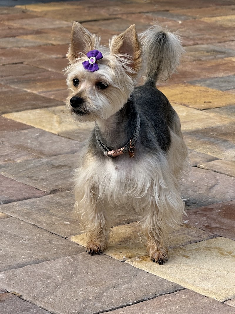 Precious Angels Dog Grooming, LLC