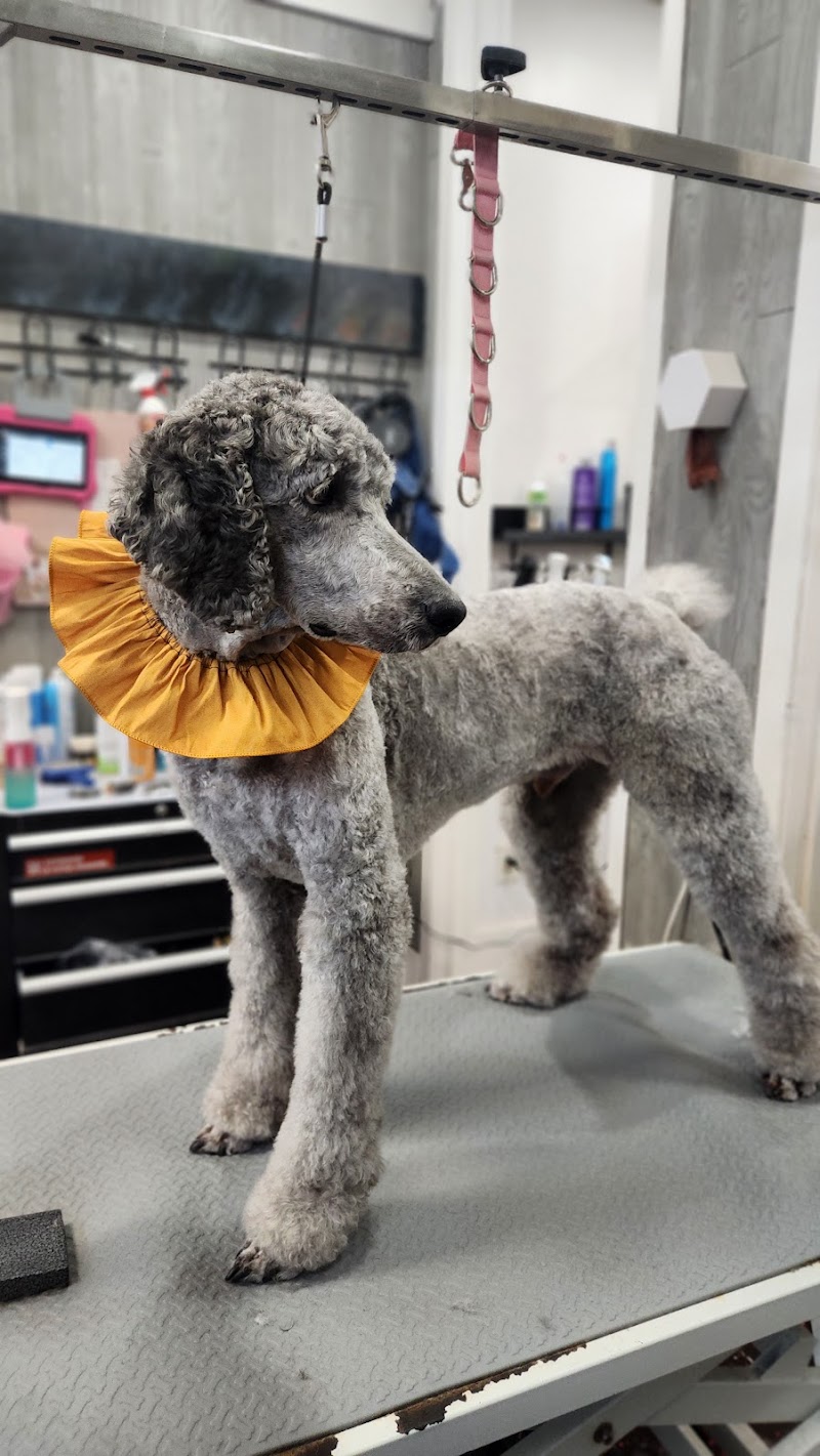 Woof Gang Bakery & Grooming Avondale