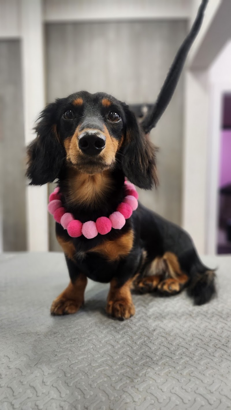 Woof Gang Bakery & Grooming Avondale