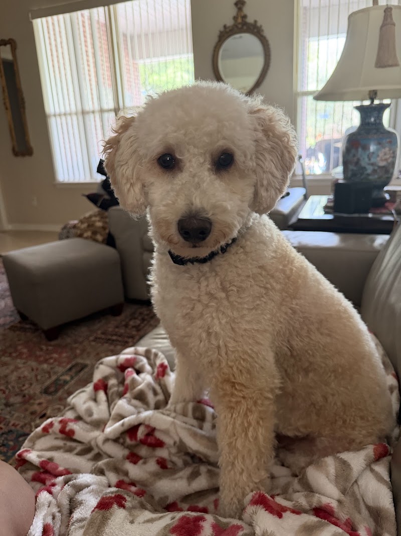 The Garden Dog Spa