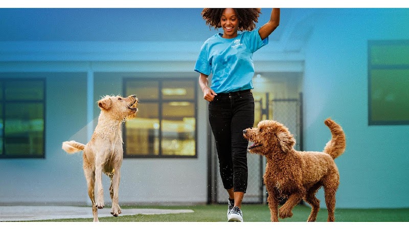 Pet Paradise Jacksonville Airport