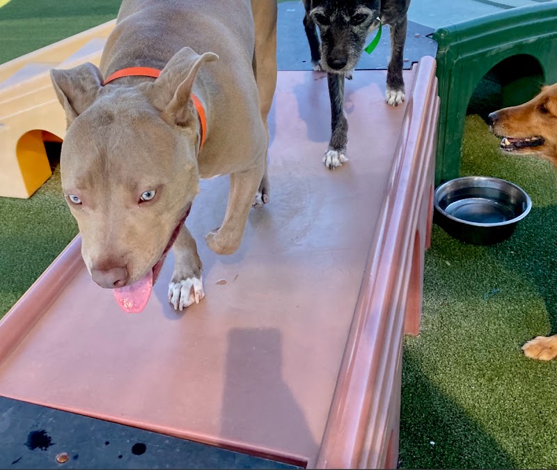 Pet Paradise Jacksonville Airport