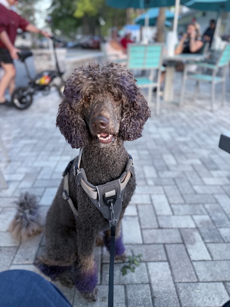 Pet Paradise Jacksonville Airport