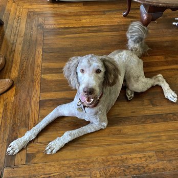 Luba`s Pet Studio