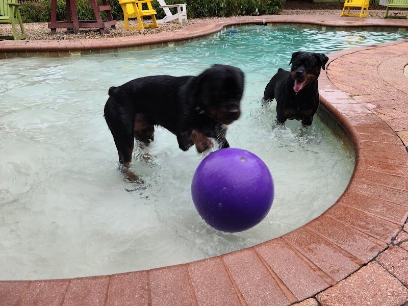 Julington Creek Animal Walk