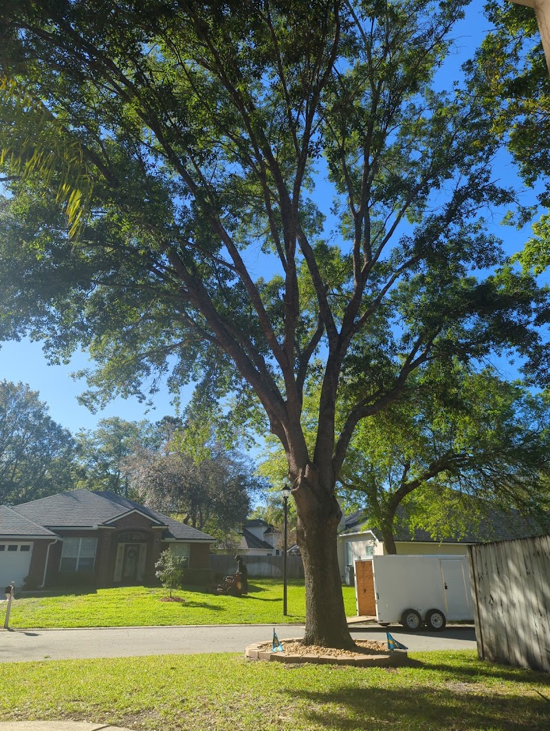 The Branch Manager Tree Service