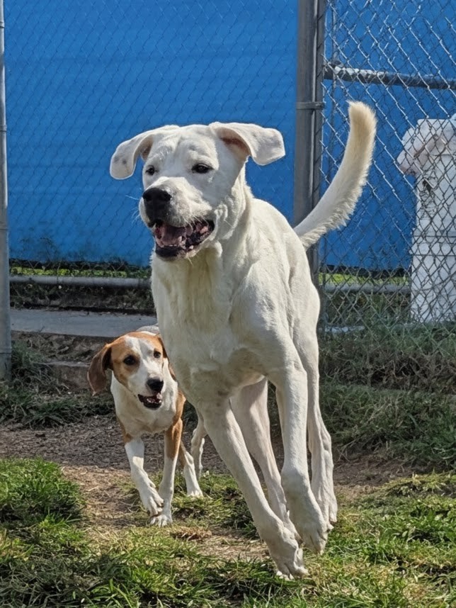 Duval Dogs Daycare and Boarding