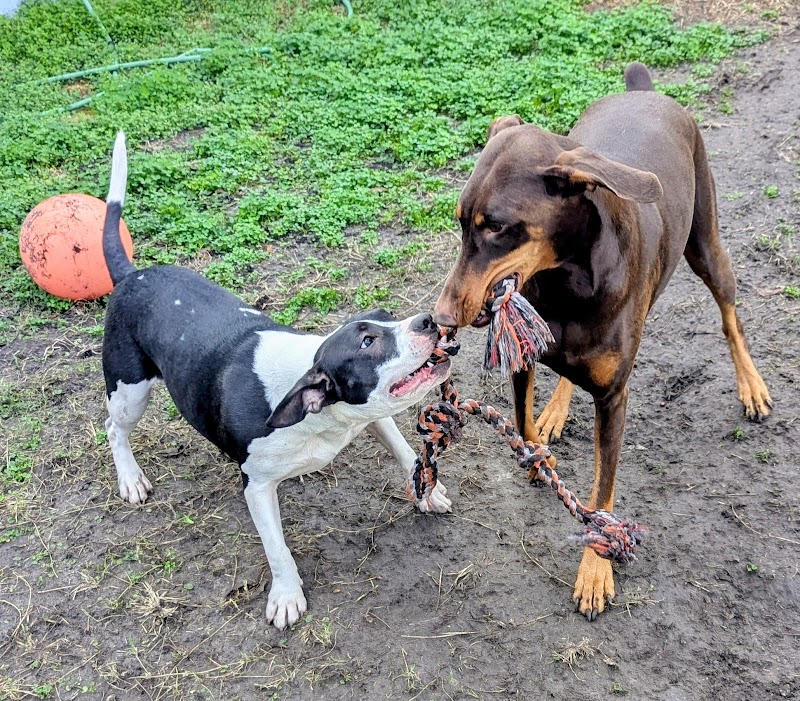 Duval Dogs Daycare and Boarding