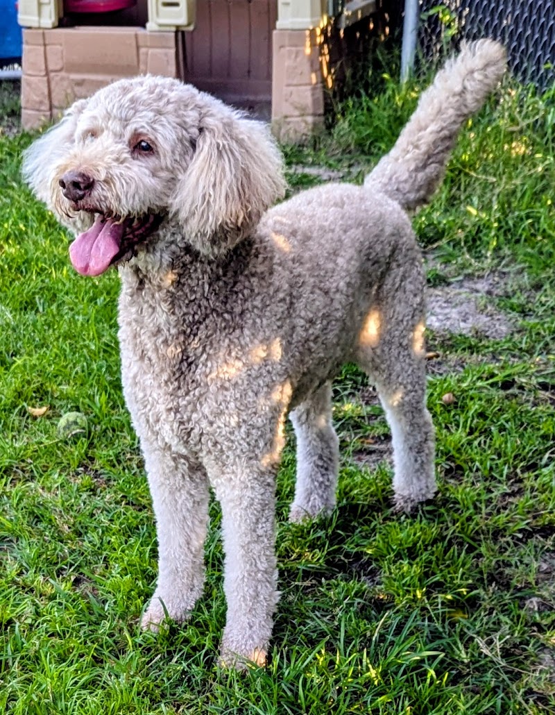 Duval Dogs Daycare and Boarding