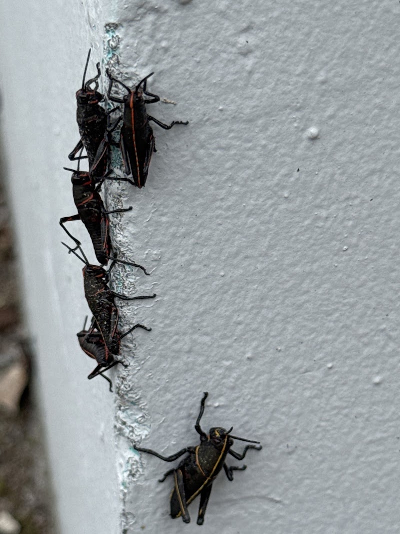 KNOCKOUT Pest Control Jacksonville