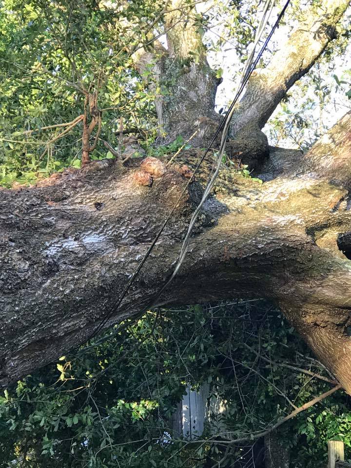 Genesis Tree Care