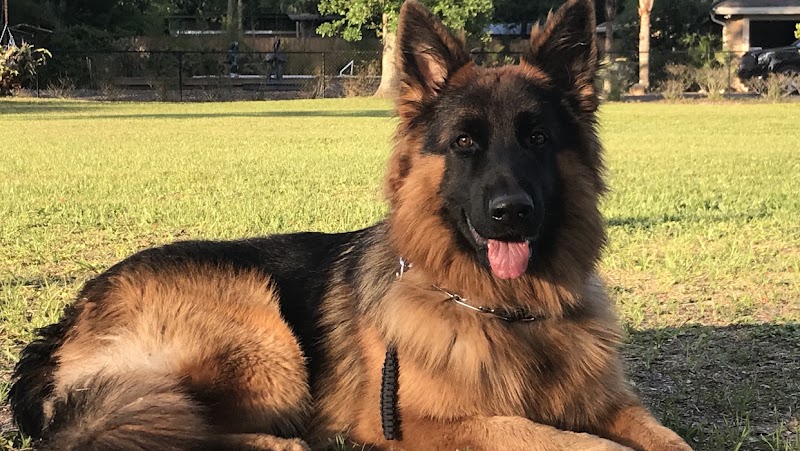 Bayard Kennel