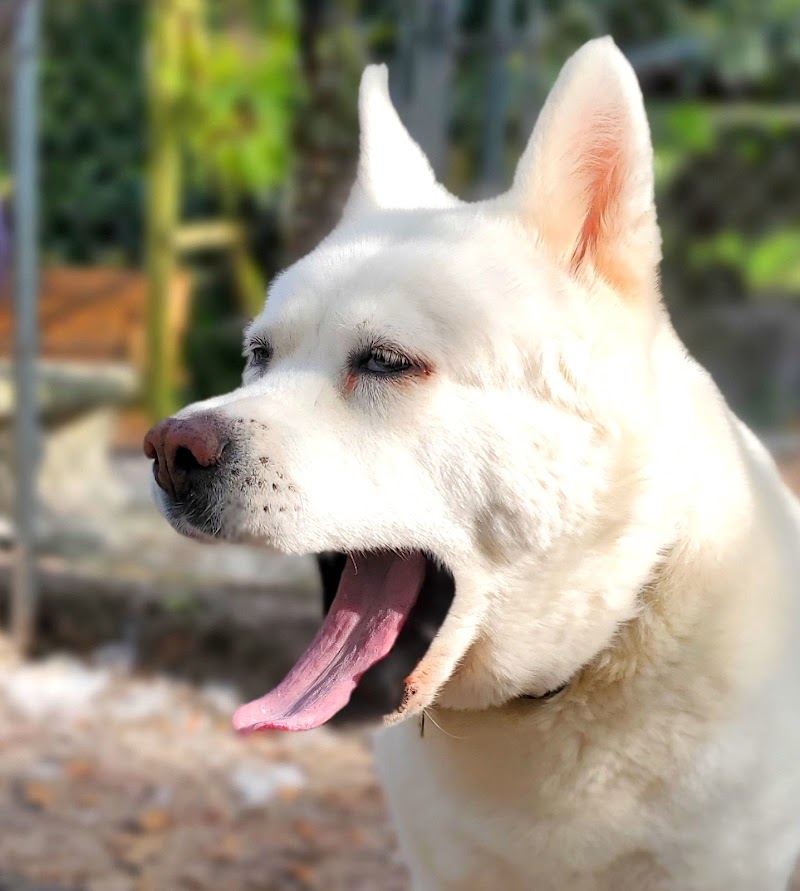 Emerson Kennels
