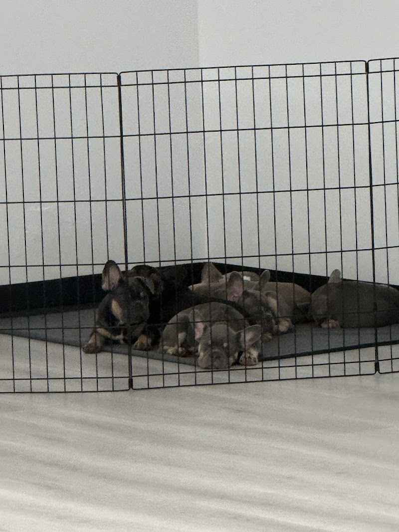 Puppy Yoga Jacksonville (Puppies Yoga)