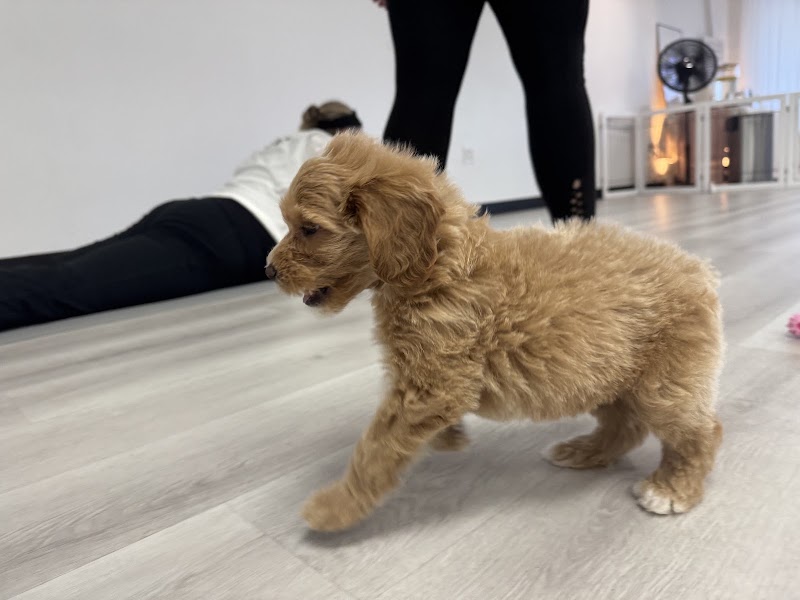 Puppy Yoga Jacksonville (Puppies Yoga)