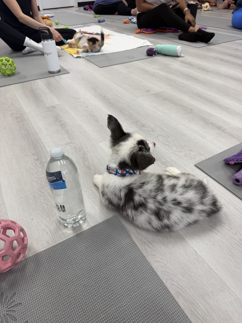 Puppy Yoga Jacksonville (Puppies Yoga)