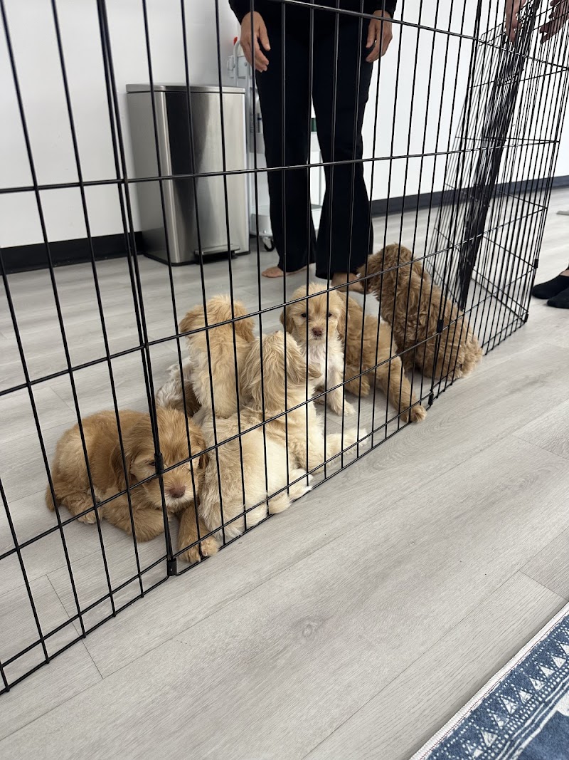 Puppy Yoga Jacksonville (Puppies Yoga)