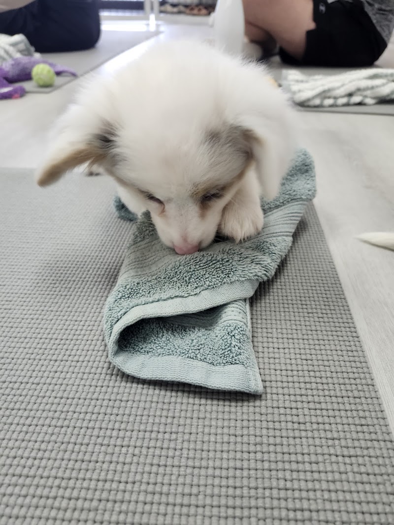 Puppy Yoga Jacksonville (Puppies Yoga)