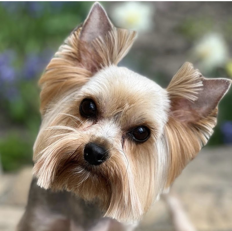 Furry Land Mobile Pet Grooming Jacksonville, FL