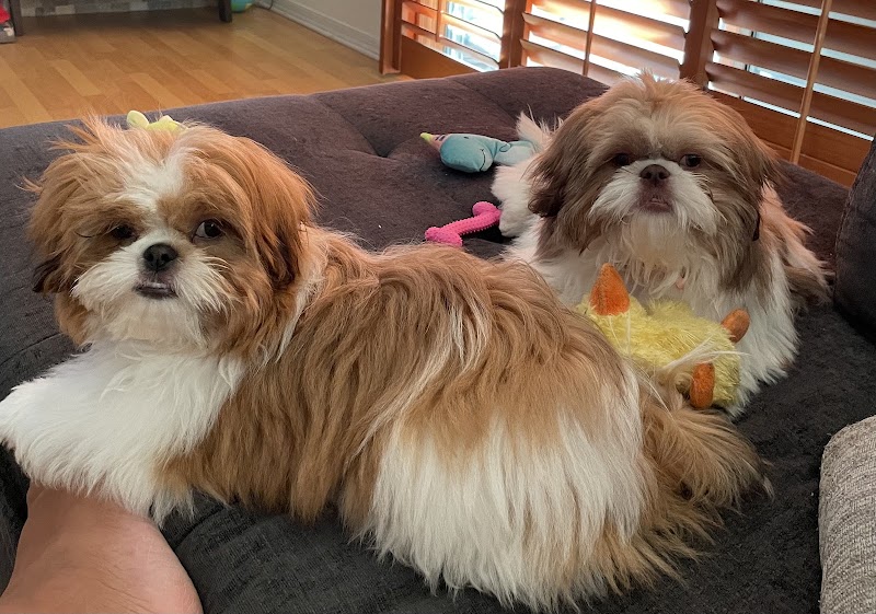 Furry Land Mobile Pet Grooming Jacksonville, FL